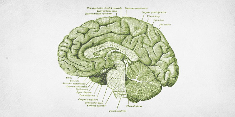 An old anatomical textbook print of a brain
