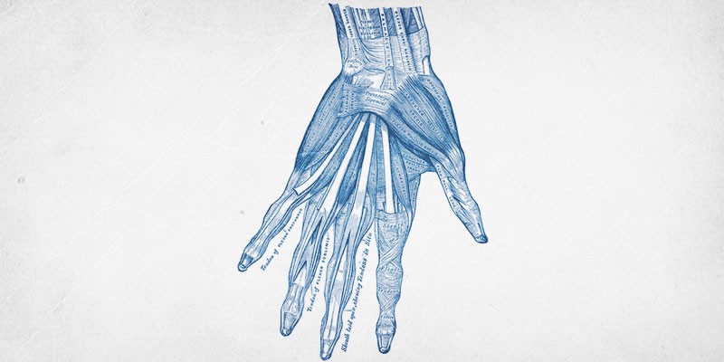 An old anatomical textbook print of a hand